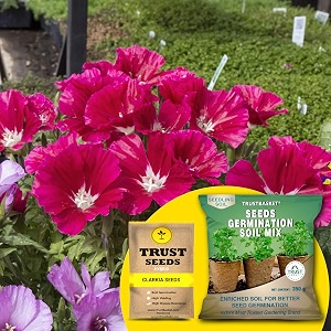 trustbasket clarkia hybrid seeds with free germination potting soil mix