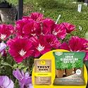 TrustBasket® Clarkia (Hybrid) Seeds With Free Germination Potting Soil Mix