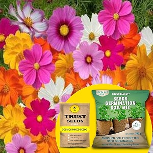 trustbasket cosmos mixed hybrid seeds with free germination potting soil mix