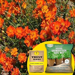 trustbasket cosmos orange hybrid seeds with free germination potting soil mix