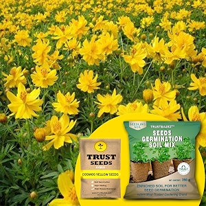 trustbasket cosmos yellow hybrid seeds with free germination potting soil mix