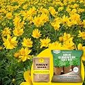 TrustBasket® Cosmos Yellow (Hybrid) Seeds with Free Germination Potting Soil Mix