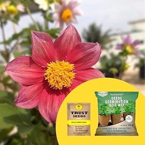 trustbasket dahlia mixed hybrid seeds with free germination potting soil mix