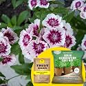 TrustBasket® Dianthus Mixed (Hybrid) Seeds With Free Germination Potting Soil Mix