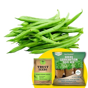 trustbasket french beans opdesi seeds with free germination potting soil mix
