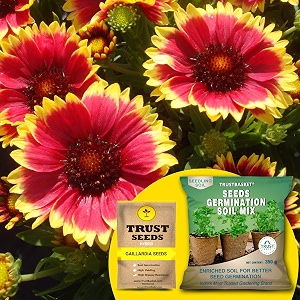 trustbasket gaillardia hybrid seeds with free germination potting soil mix