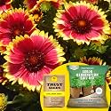 TrustBasket® Gaillardia (Hybrid) Seeds With Free Germination Potting Soil Mix