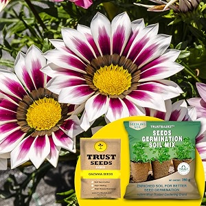 trustbasket gazania hybrid seeds with free germination potting soil mix