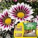 TrustBasket® Gazania (Hybrid) Seeds With Free Germination Potting Soil Mix