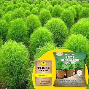 trustbasket kochia hybrid seeds with free germination potting soil mix