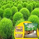 TrustBasket® Kochia (Hybrid) Seeds with Free Germination Potting Soil Mix