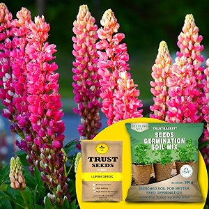 trustbasket lupine hybrid seeds with free germination potting soil mix