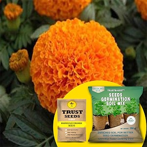 trustbasket marigold orange hybrid seeds with free germination potting soil mix