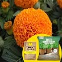 TrustBasket® Marigold Orange (Hybrid) Seeds with Free Germination Potting Soil Mix