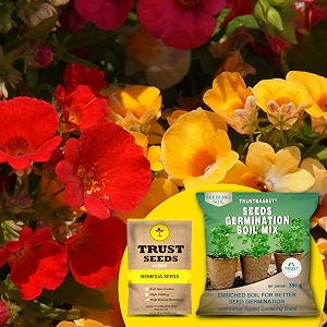 trustbasket nemesia hybrid seeds with free germination potting soil mix