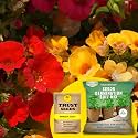 TrustBasket® Nemesia (Hybrid) Seeds With Free Germination Potting Soil Mix