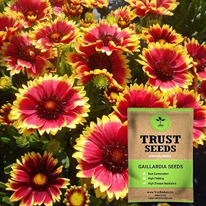 trustbasket open pollinated gaillardia seeds