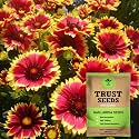 TrustBasket Open Pollinated Gaillardia seeds