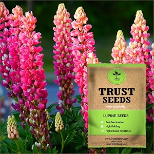 trustbasket open pollinated lupine flower seeds