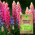 TrustBasket Open Pollinated Lupine Flower Seeds
