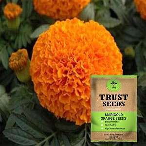 trustbasket open pollinated marigold orange seeds