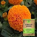TrustBasket Open Pollinated Marigold Orange Seeds
