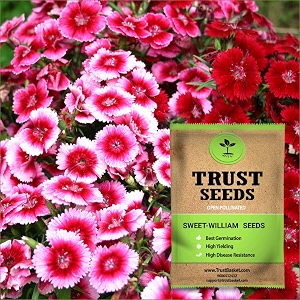 trustbasket open pollinated sweet william flower seeds