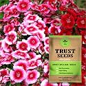TrustBasket Open Pollinated Sweet William Flower Seeds