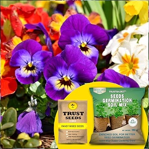 trustbasket pansy mixed hybrid seeds with free germination potting soil mix