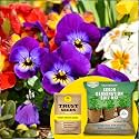 TrustBasket® Pansy Mixed (Hybrid) Seeds With Free Germination Potting Soil Mix