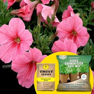 trustbasket petunia pink hybrid seeds with free germination potting soil mix