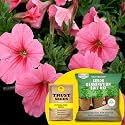 TrustBasket® Petunia Pink (Hybrid) Seeds With Free Germination Potting Soil Mix