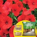 TrustBasket® Petunia Red (Hybrid) Seeds With Free Germination Potting Soil Mix