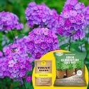 TrustBasket® Phlox (Hybrid) Seeds With Free Germination Potting Soil Mix