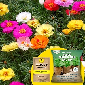 trustbasket portulaca mixed hybrid seeds with free germination potting soil mix