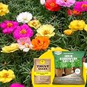 TrustBasket® Portulaca Mixed (Hybrid) Seeds With Free Germination Potting Soil Mix