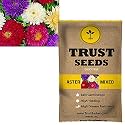 TrustBasket Premium Stocks Flowers Seeds (Hybrid) | Sow and Grow Fresh Healthy Seed in Your Garden Perfect for Home &amp; Terrace Gardening High Germination Seeds