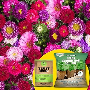 trustbasket premium aster mixed opdesi seeds with free germination potting soil mix  sow and grow fresh healthy seed in your garden perfect for home amp terrace gardening