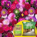 TrustBasket Premium Aster Mixed (OP/Desi) Seeds with Free Germination Potting Soil Mix | Sow and Grow Fresh Healthy Seed in Your Garden Perfect for Home &amp; Terrace Gardening