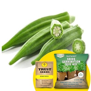 trustbasket premium bendi hybrid seeds with free germination potting soil mix  sow and grow fresh healthy seed in your garden perfect for home amp terrace gardening