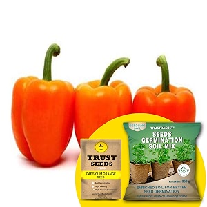 trustbasket premium capsicum orange hybrid seeds with free germination potting soil mix  sow and grow fresh healthy seed in your garden perfect for home amp terrace gardening