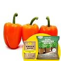 TrustBasket Premium Capsicum Orange (Hybrid) Seeds with Free Germination Potting Soil Mix | Sow and Grow Fresh Healthy Seed in Your Garden Perfect for Home &amp; Terrace Gardening