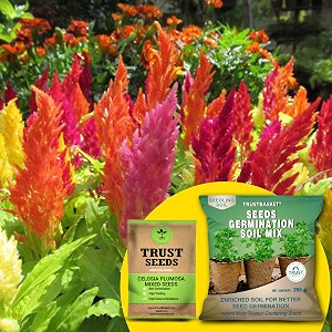 trustbasket premium celosia plumosa mixed opdesi seeds with free germination potting soil mix  sow and grow fresh healthy seed in your garden perfect for home amp terrace gardening