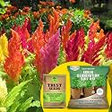 TrustBasket Premium Celosia Plumosa Mixed (OP/Desi) Seeds with Free Germination Potting Soil Mix | Sow and Grow Fresh Healthy Seed in Your Garden Perfect for Home &amp; Terrace Gardening