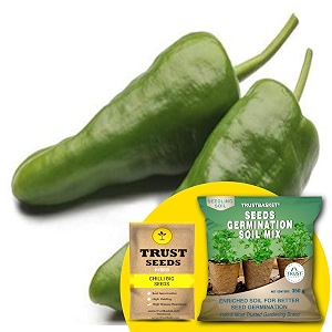 trustbasket premium chilli big hybrid seeds with free germination potting soil mix  sow and grow fresh healthy seed in your garden perfect for home amp terrace gardening