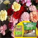 TrustBasket Premium Carnation Mixed OP/Desi Seeds with Germination Potting Soil Mix | Sow and Grow Fresh Healthy Seed in Your Garden Perfect for Home &amp; Terrace Gardening