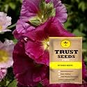 TrustBasket Premium Stocks Flowers Seeds (Hybrid) | Sow and Grow Fresh Healthy Seed in Your Garden Perfect for Home &amp; Terrace Gardening High Germination Seeds