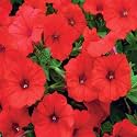 TrustBasket Premium Stocks Flowers Seeds (Hybrid) | Sow and Grow Fresh Healthy Seed in Your Garden Perfect for Home &amp; Terrace Gardening High Germination Seeds