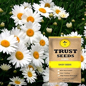 trustbasket premium stocks flowers seeds hybrid  sow and grow fresh healthy seed in your garden perfect for home amp terrace gardening high germination seeds