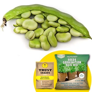 trustbasket premium fava beans bakla hybrid seeds with free germination potting soil mix  sow and grow fresh healthy seed in your garden perfect for home amp terrace gardening